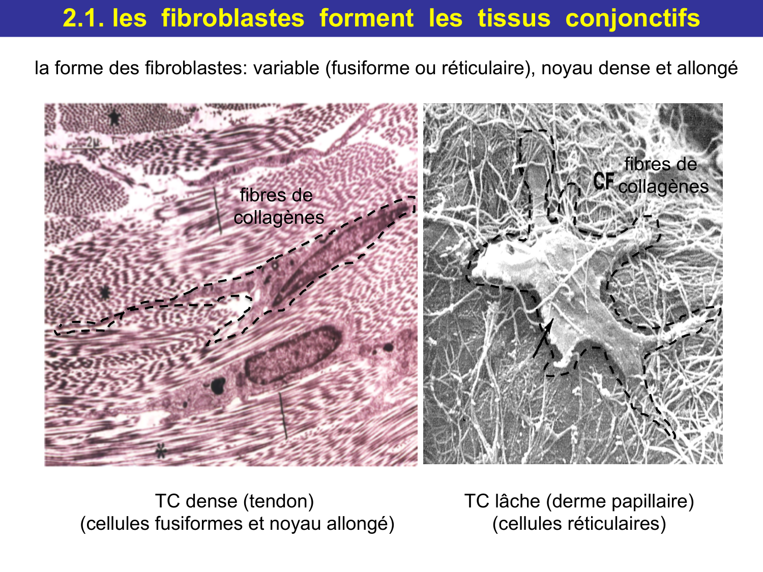 Tissu conjonctif page 19
