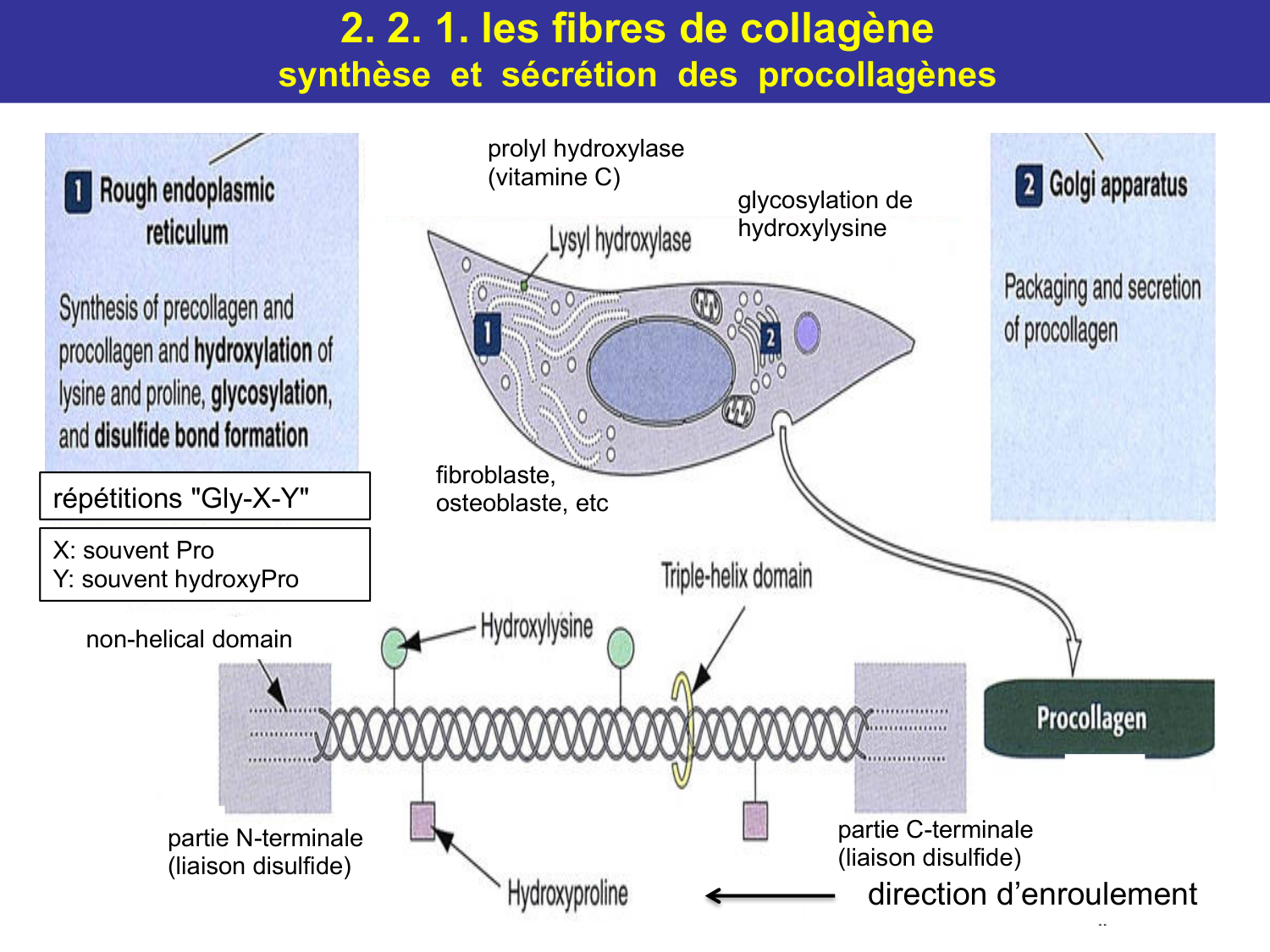 Tissu conjonctif page 21