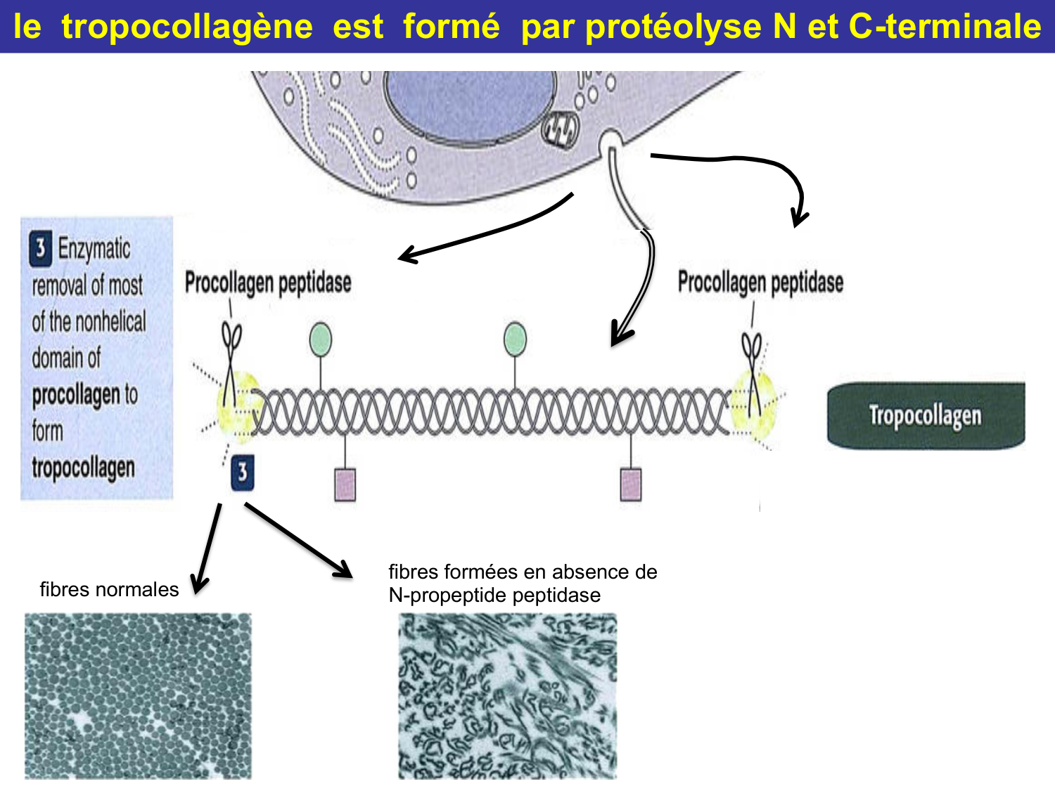 Tissu conjonctif page 22