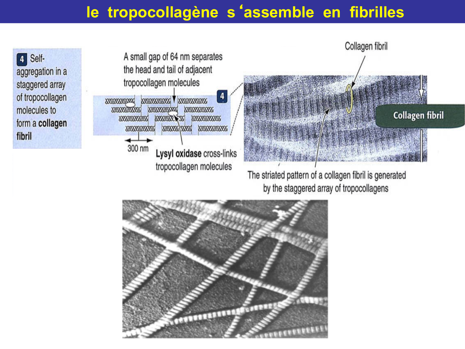 Tissu conjonctif page 23