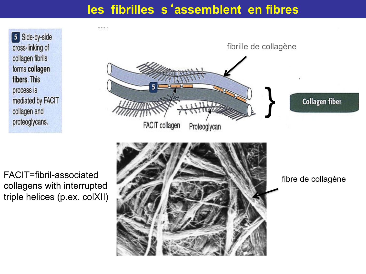 Tissu conjonctif page 24
