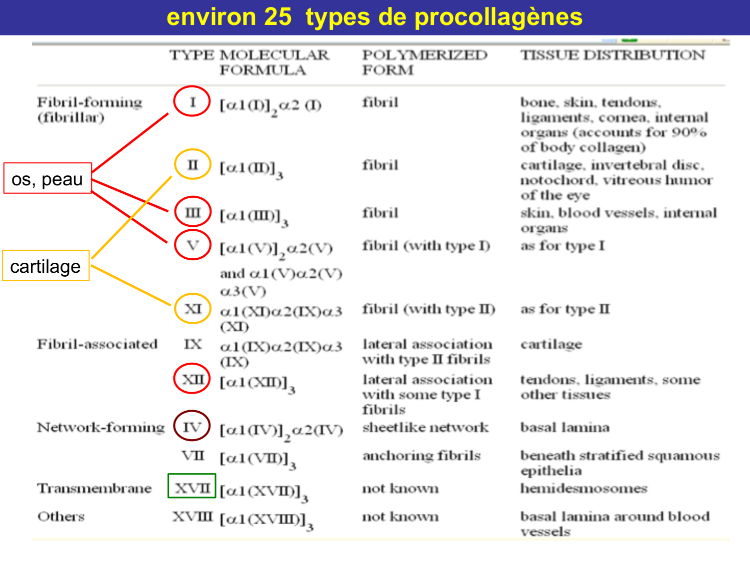 Tissu conjonctif page 25