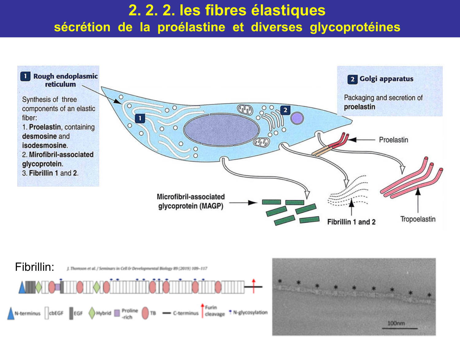 Tissu conjonctif page 26