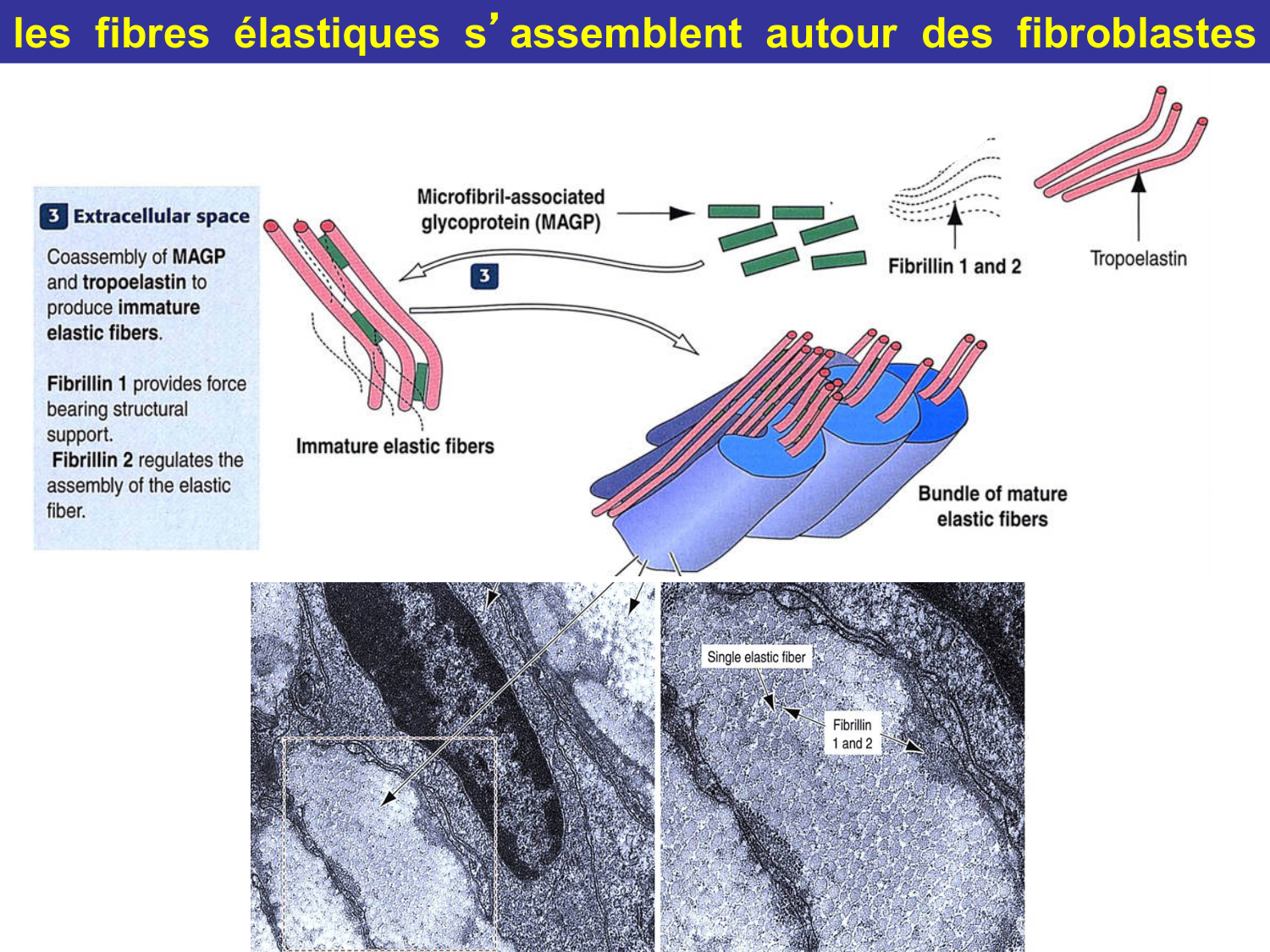 Tissu conjonctif page 27