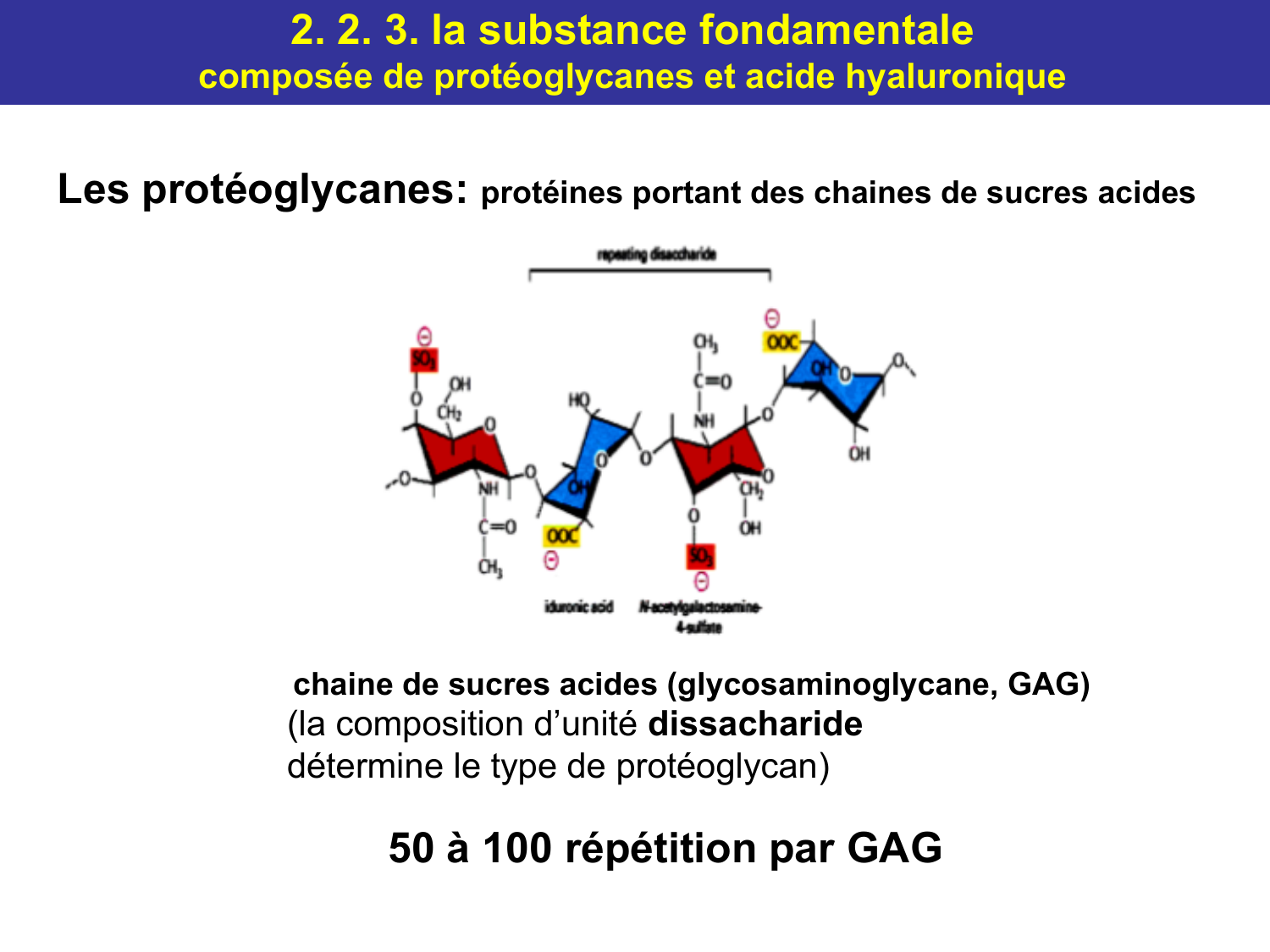 Tissu conjonctif page 29