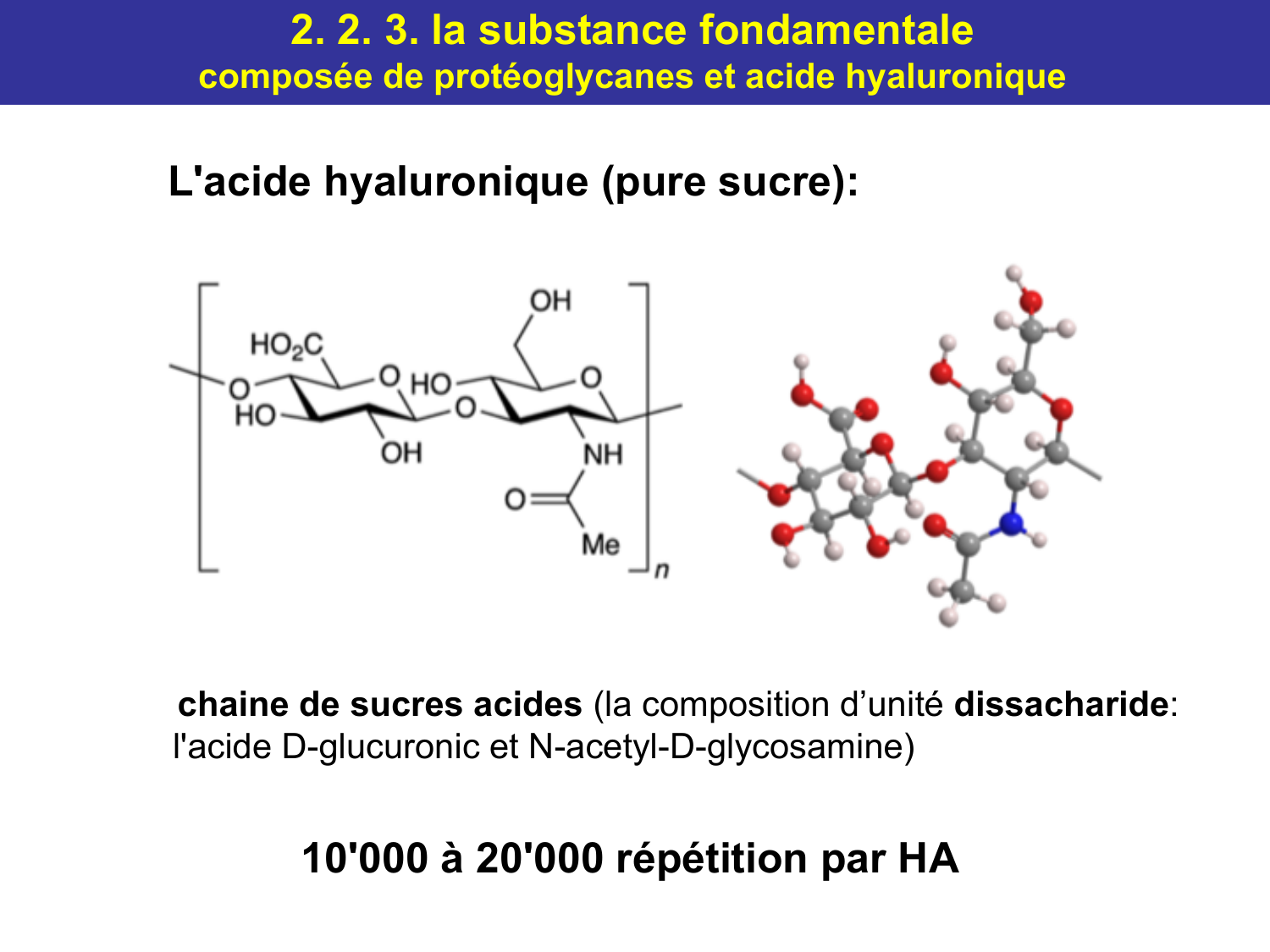 Tissu conjonctif page 30