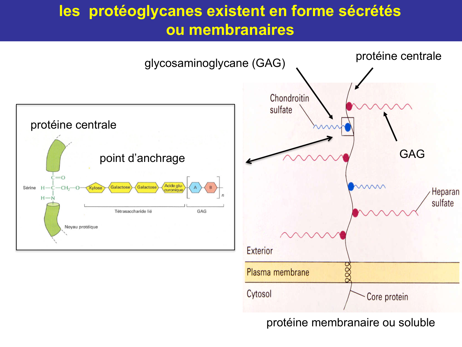Tissu conjonctif page 31