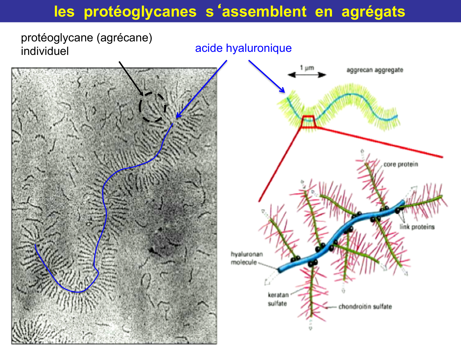 Tissu conjonctif page 32