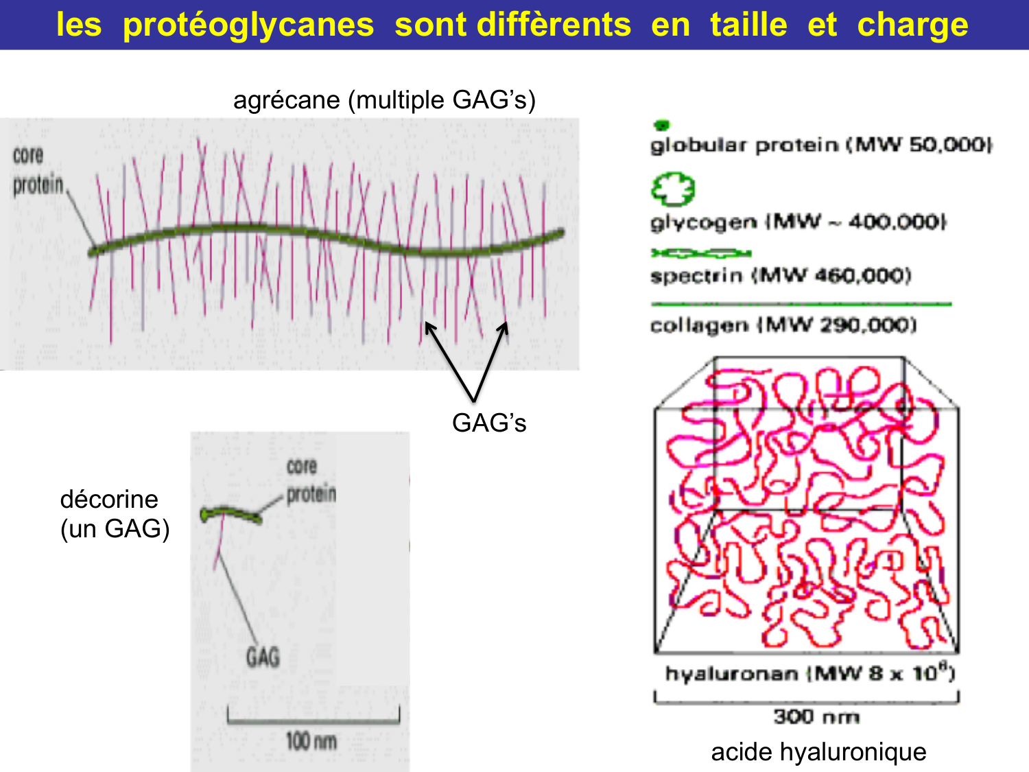 Tissu conjonctif page 33