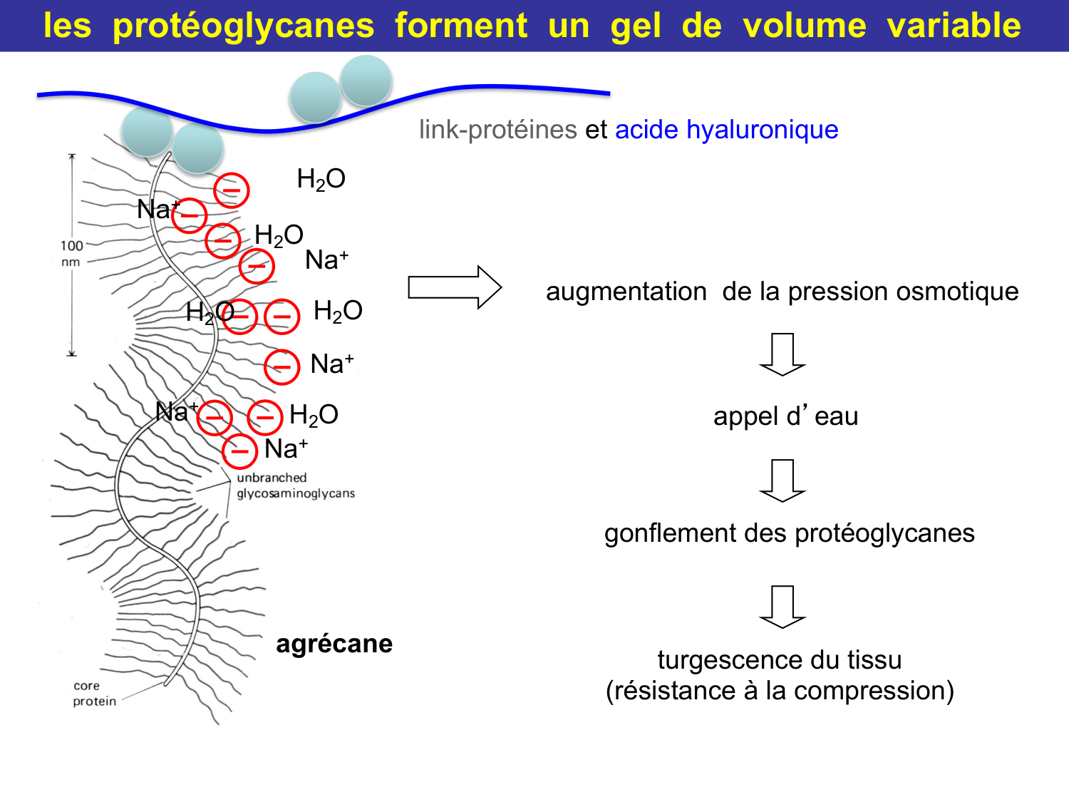 Tissu conjonctif page 34
