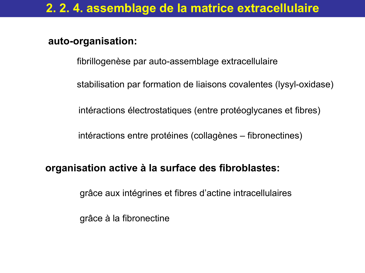 Tissu conjonctif page 35