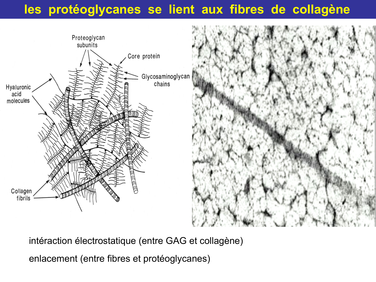 Tissu conjonctif page 36