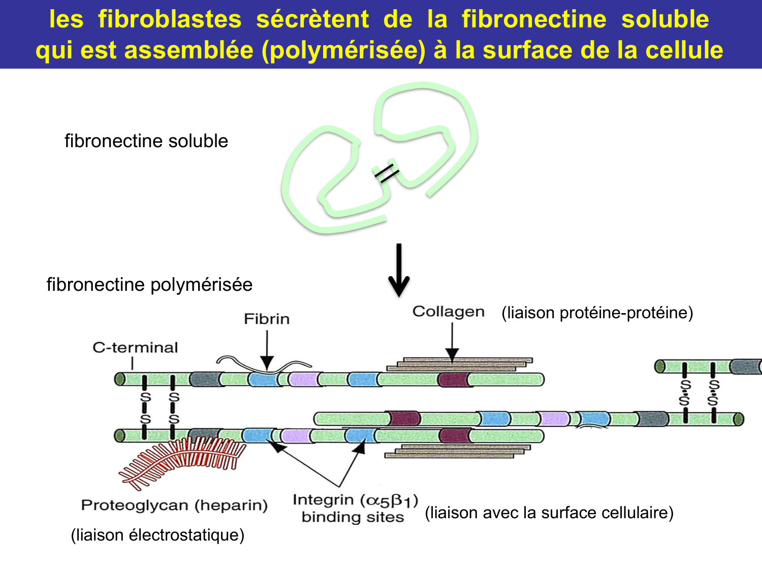 Tissu conjonctif page 37
