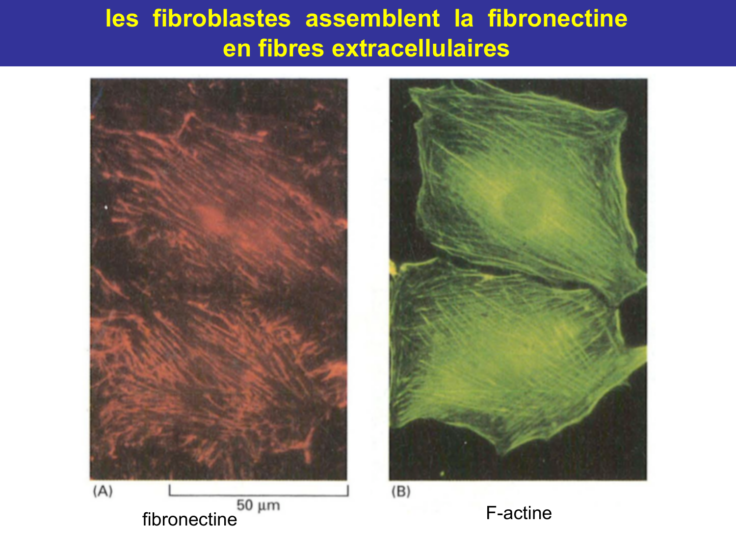 Tissu conjonctif page 38
