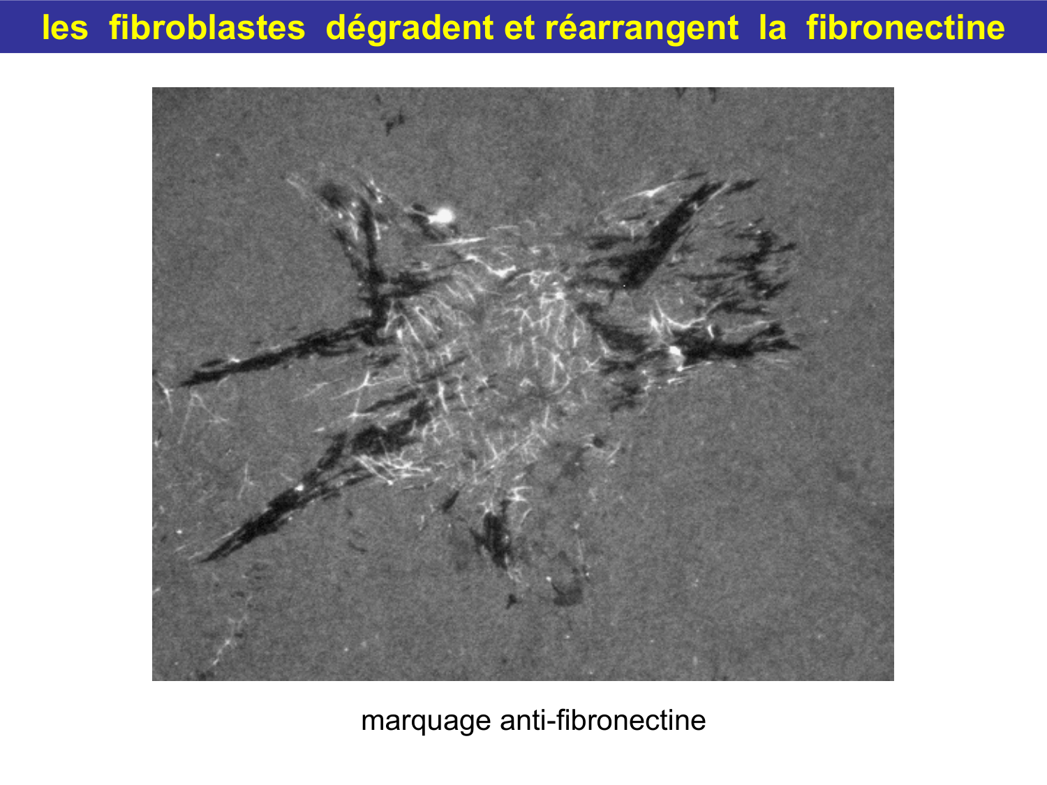 Tissu conjonctif page 39
