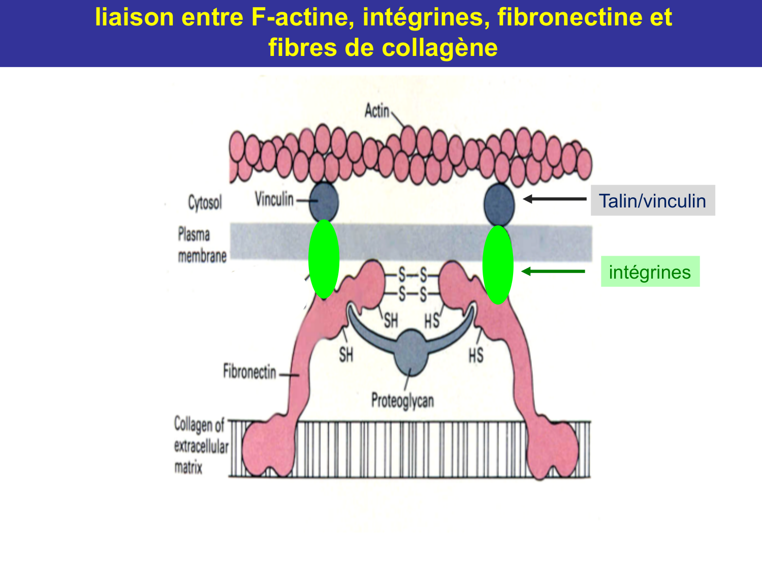 Tissu conjonctif page 40