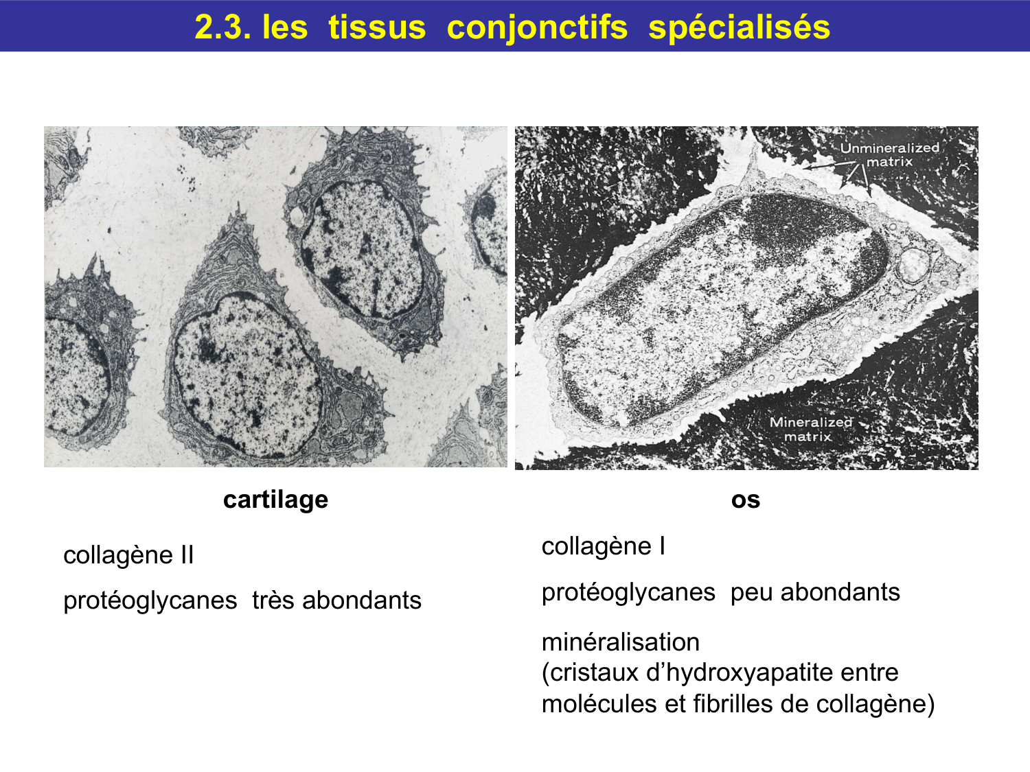 Tissu conjonctif page 41