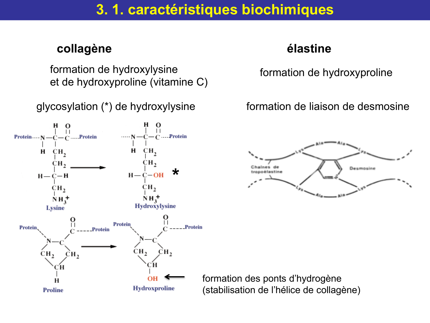Tissu conjonctif page 43