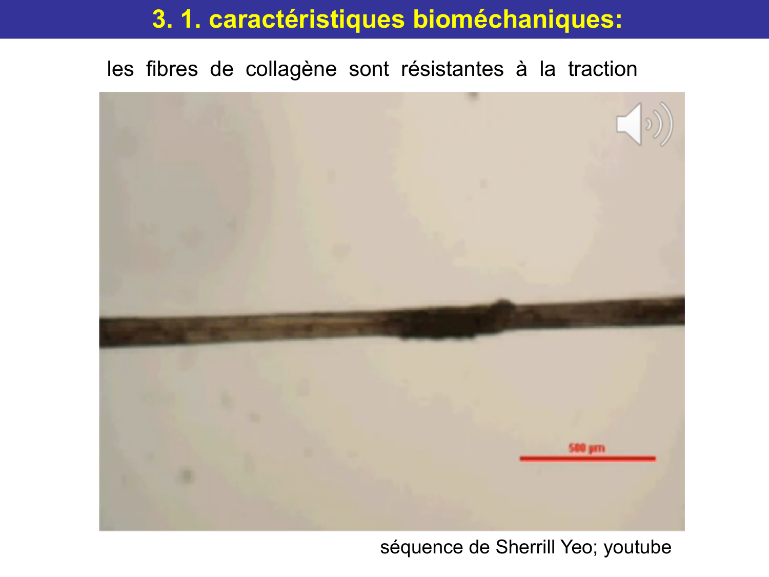 Tissu conjonctif page 44