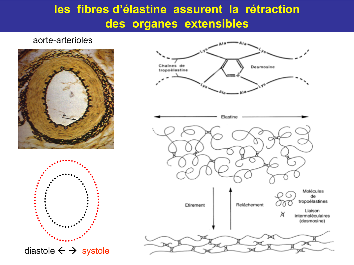 Tissu conjonctif page 45