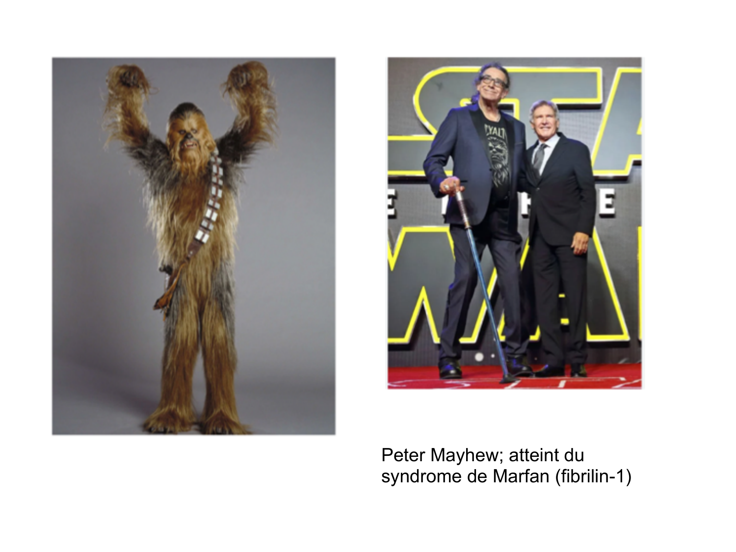 Tissu conjonctif page 47