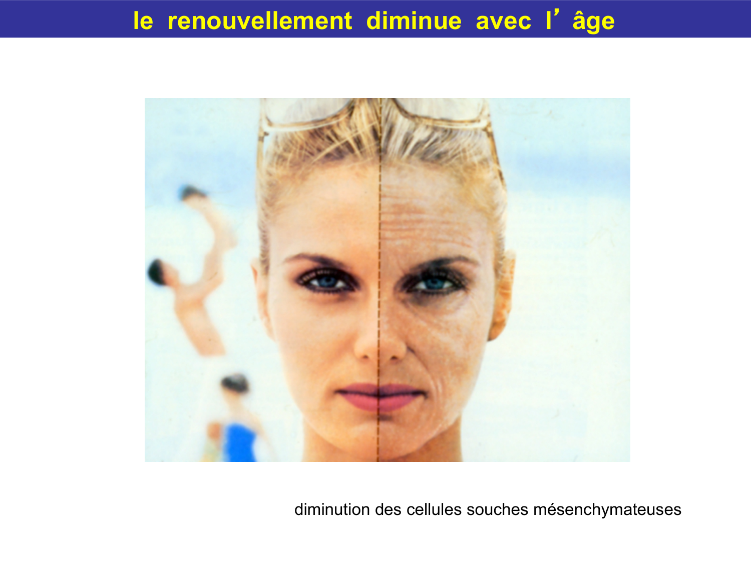 Tissu conjonctif page 49