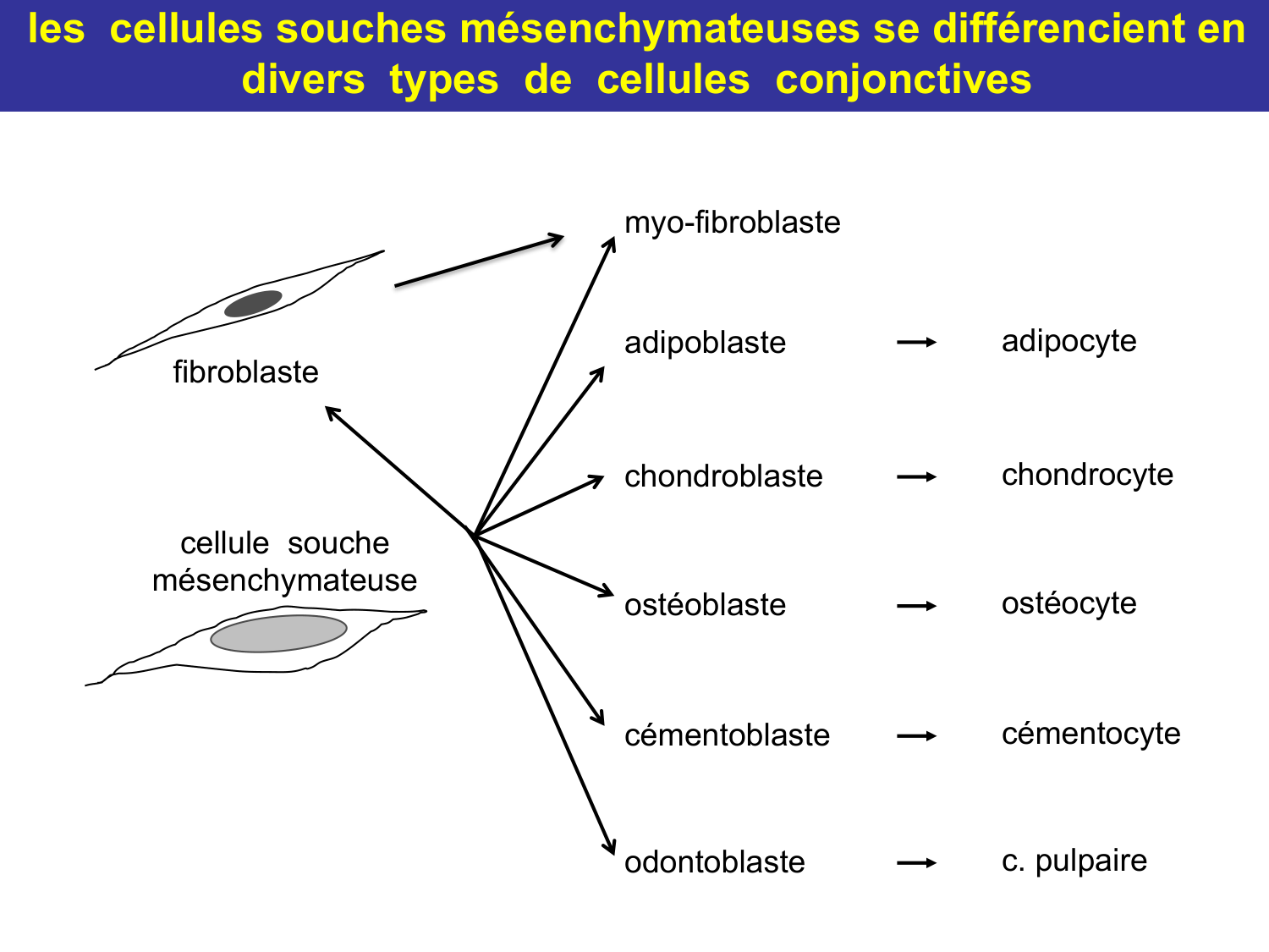 Tissu conjonctif page 50