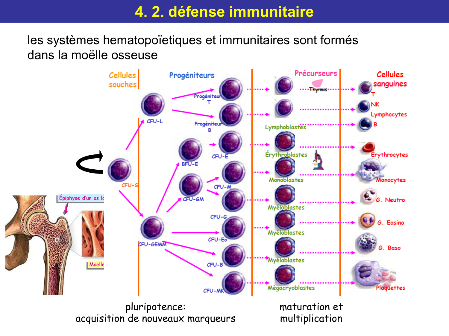Tissu conjonctif page 55