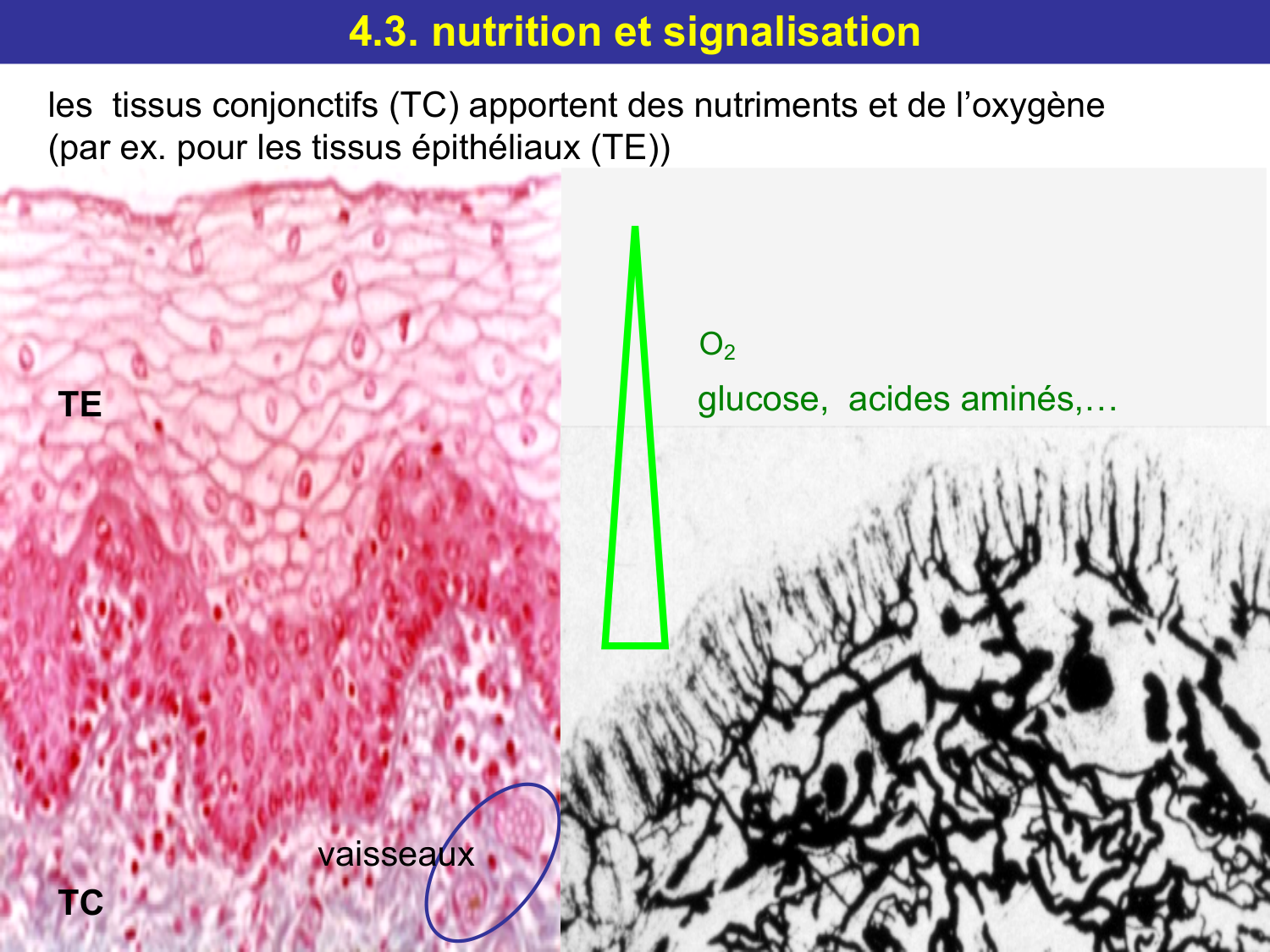 Tissu conjonctif page 56