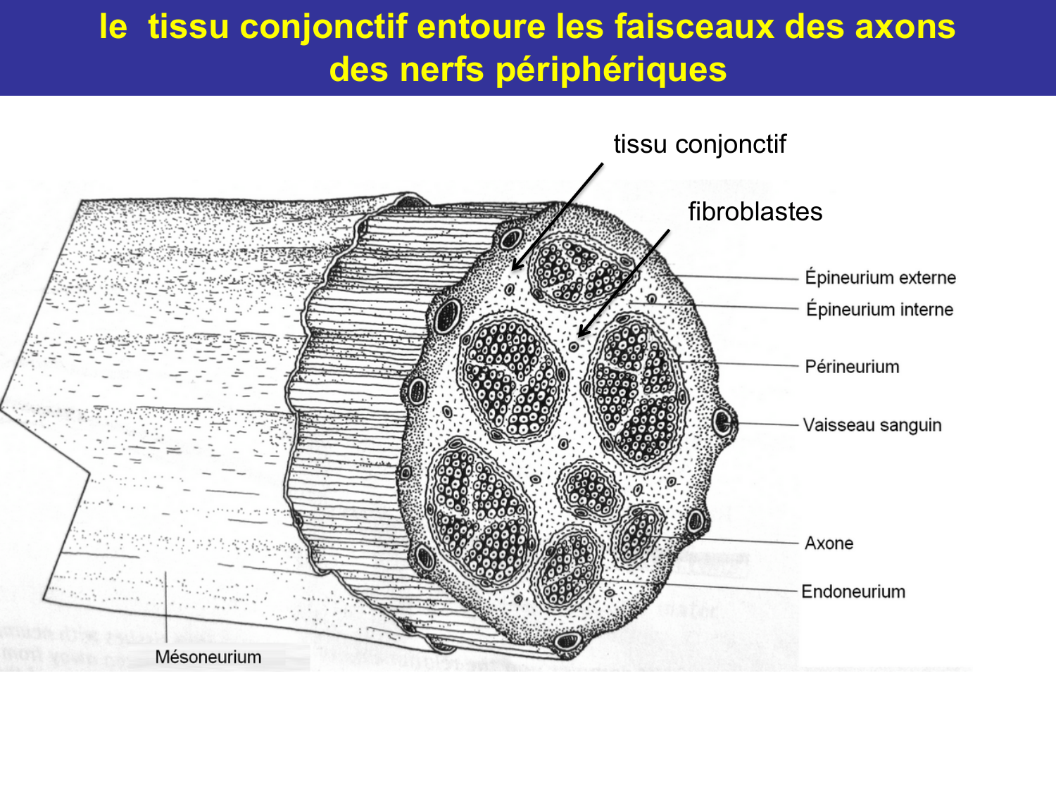 Tissu conjonctif page 57