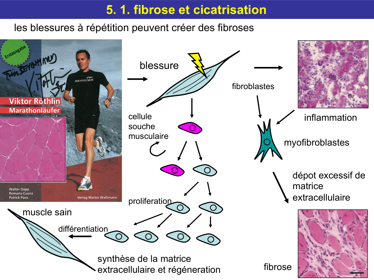 Tissu conjonctif page 60