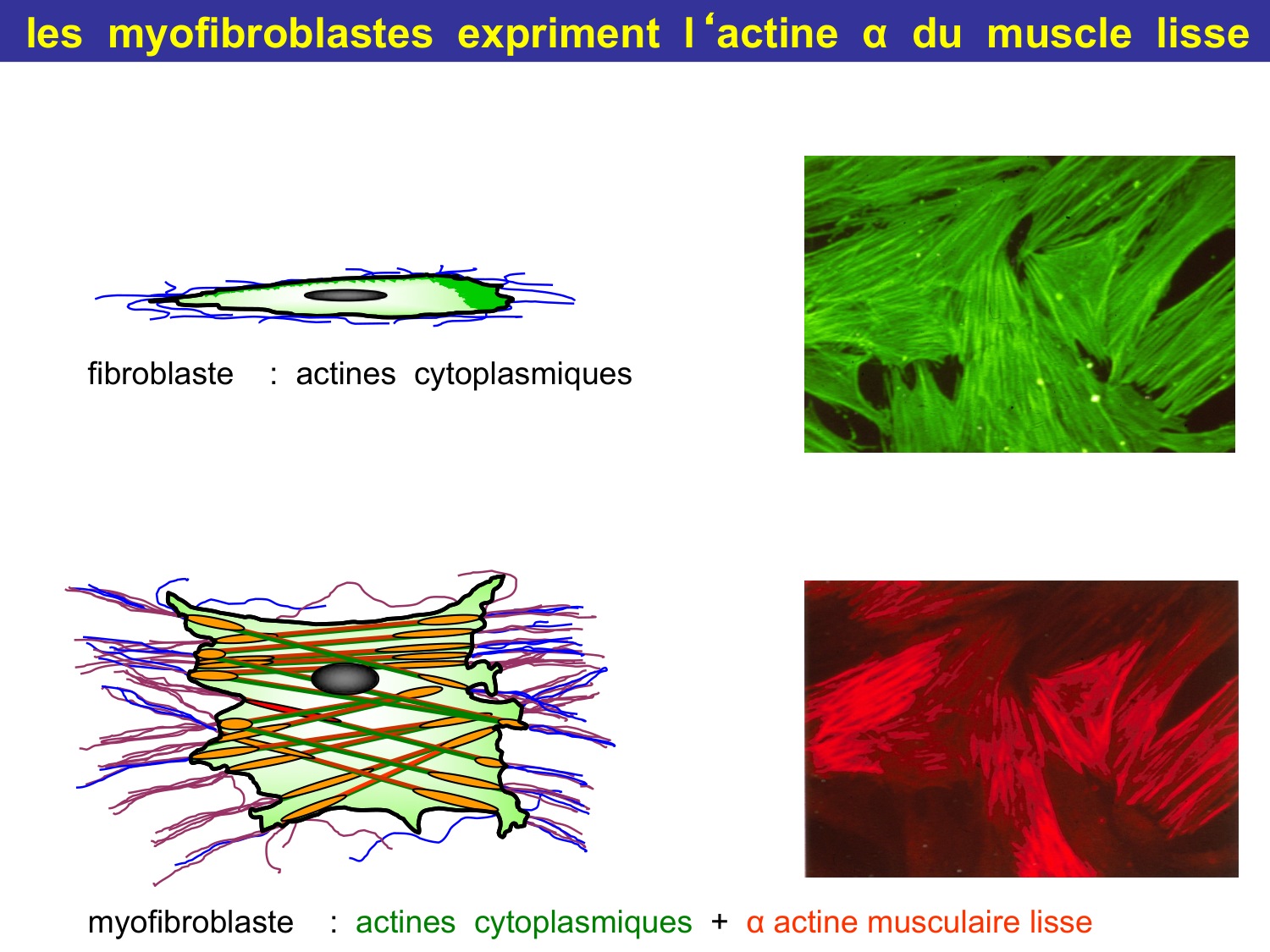 Tissu conjonctif page 62