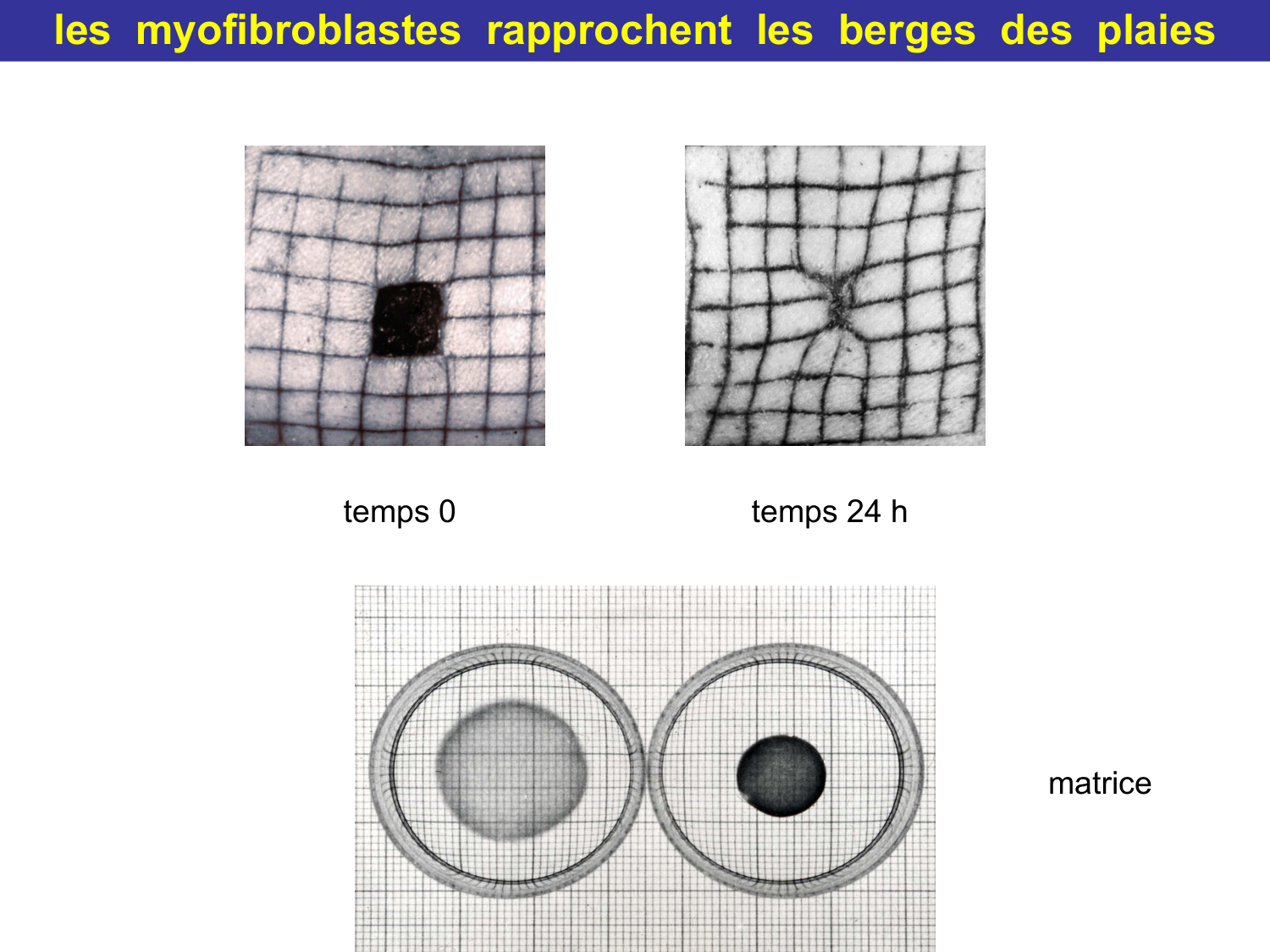 Tissu conjonctif page 63