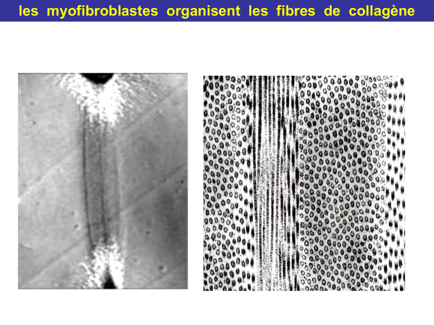 Tissu conjonctif page 64