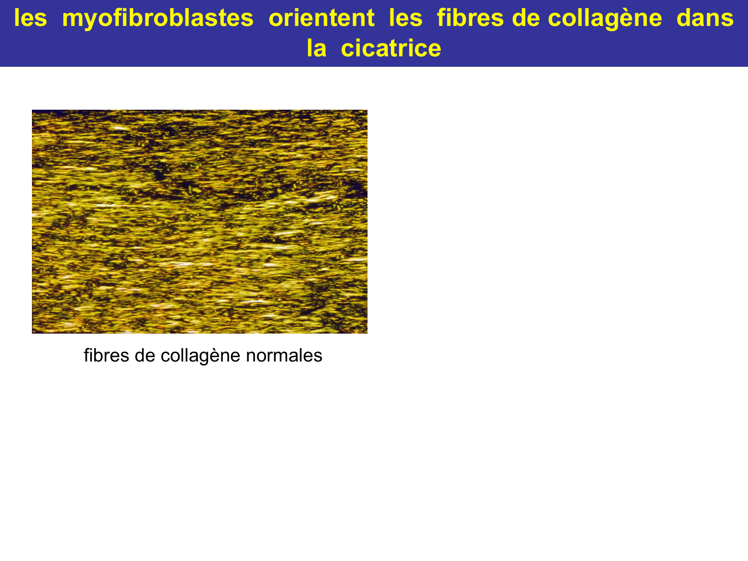 Tissu conjonctif page 65