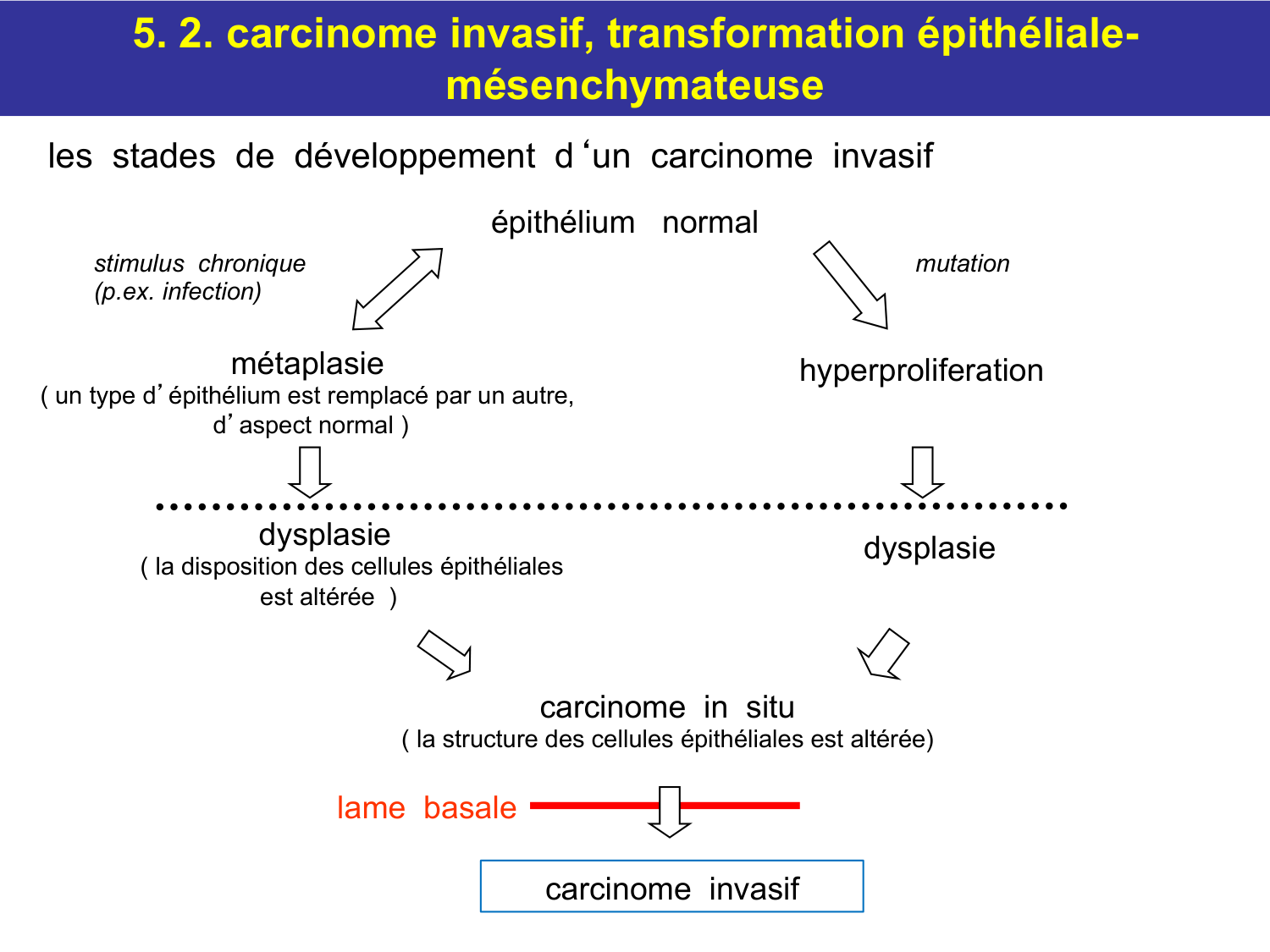 Tissu conjonctif page 67
