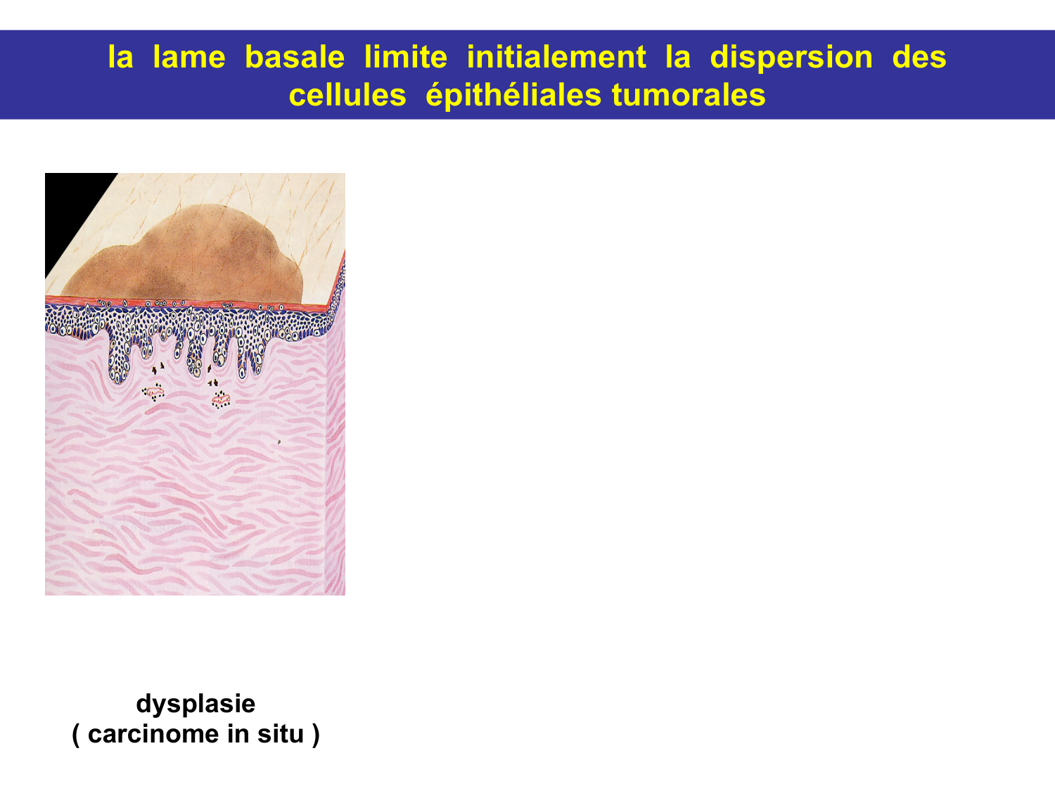 Tissu conjonctif page 68