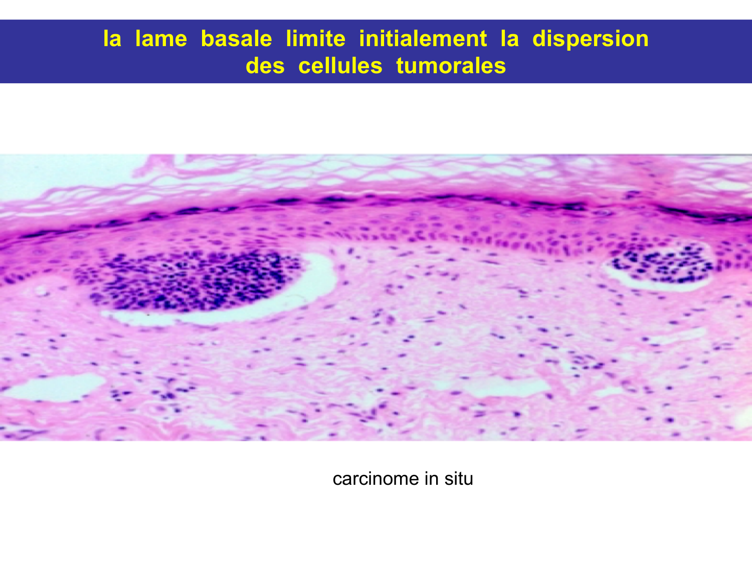 Tissu conjonctif page 69