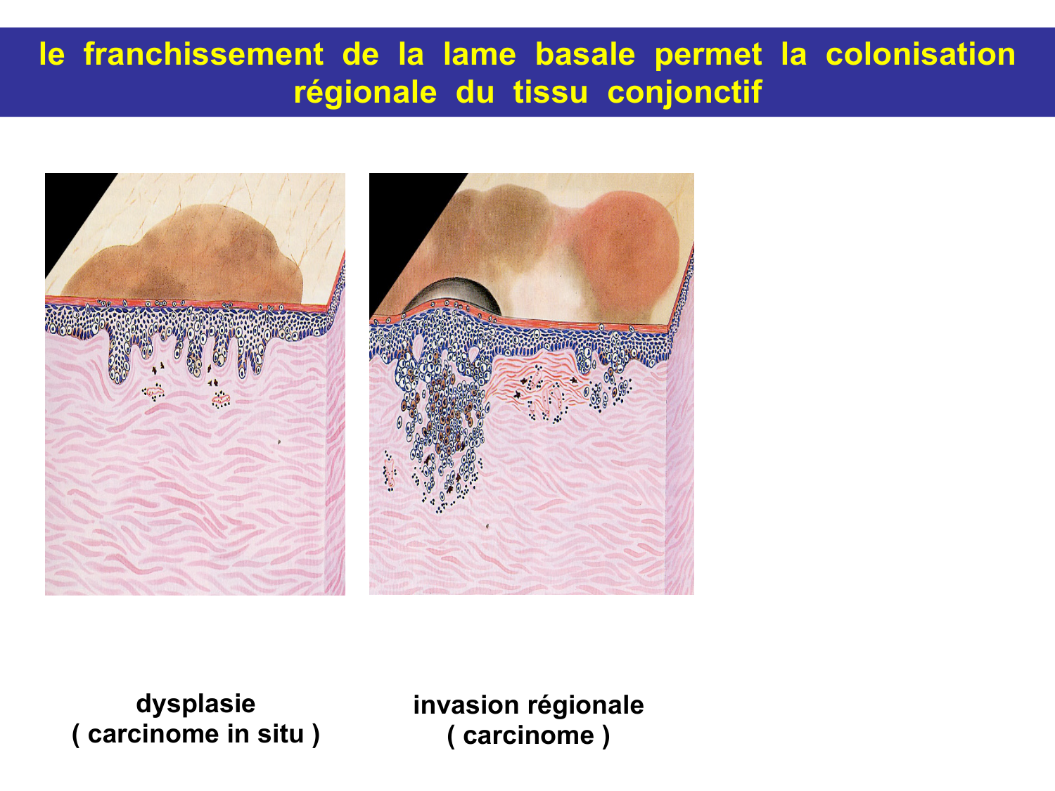 Tissu conjonctif page 70