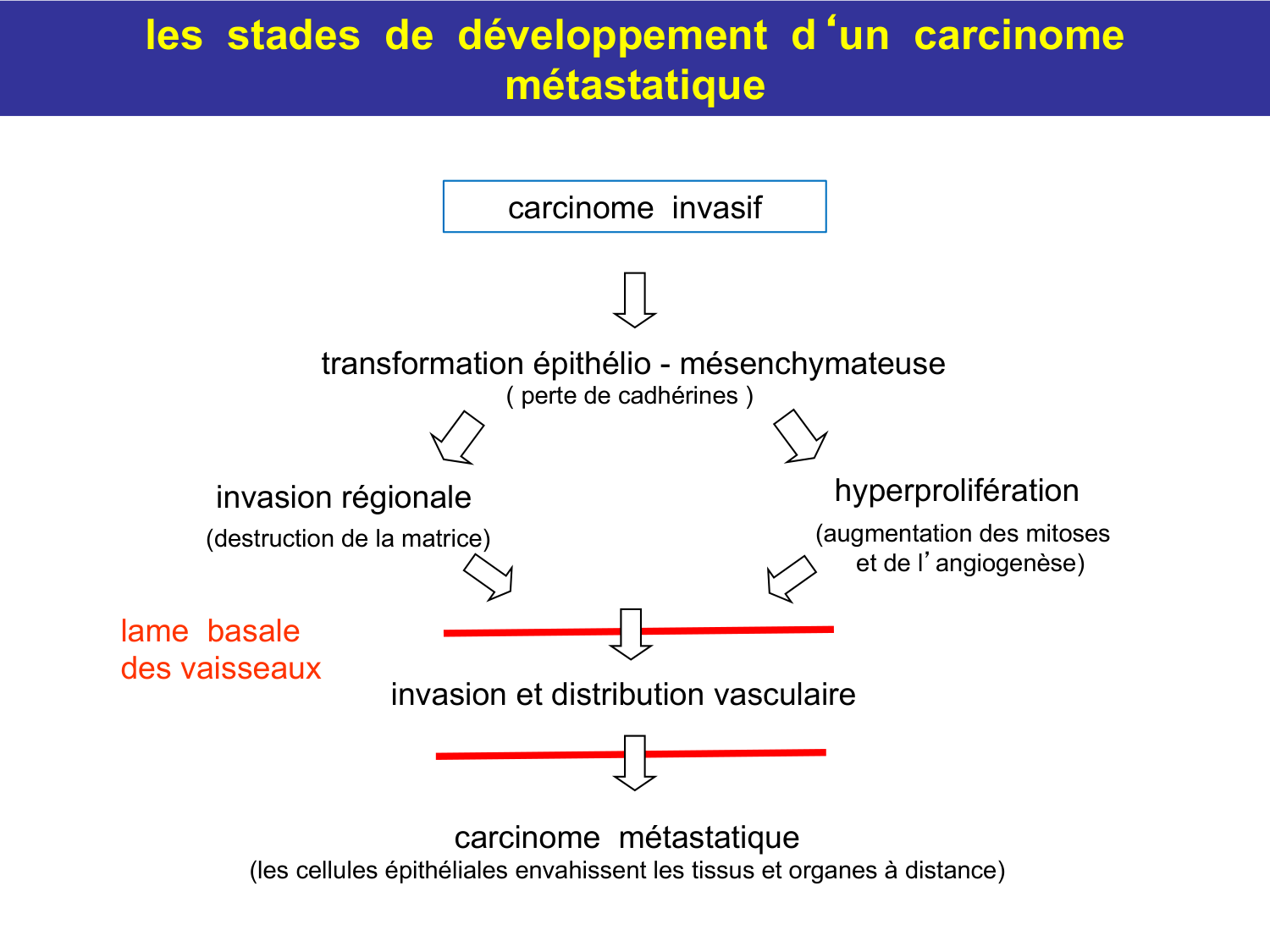 Tissu conjonctif page 72