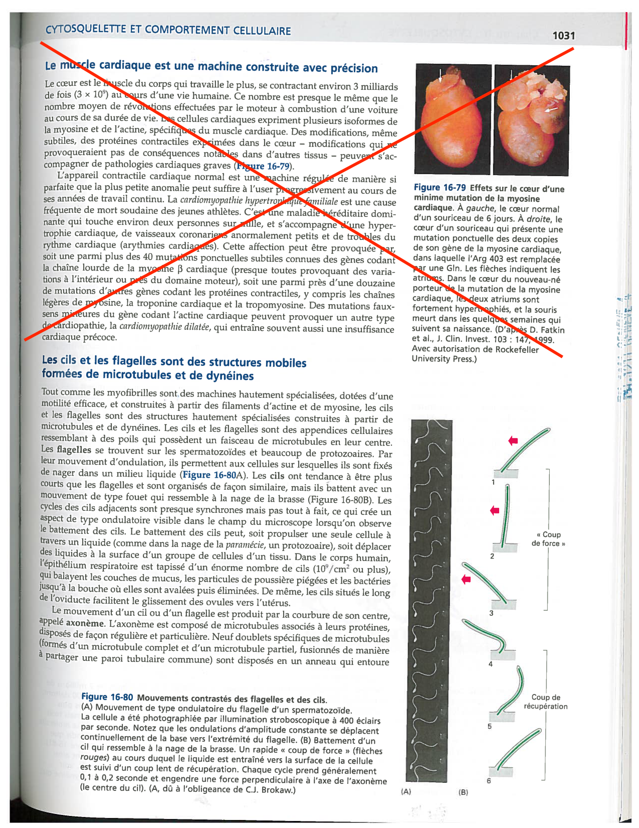 Alberts ed-5fr p1031-1033-cils et flagelles PESP page 1