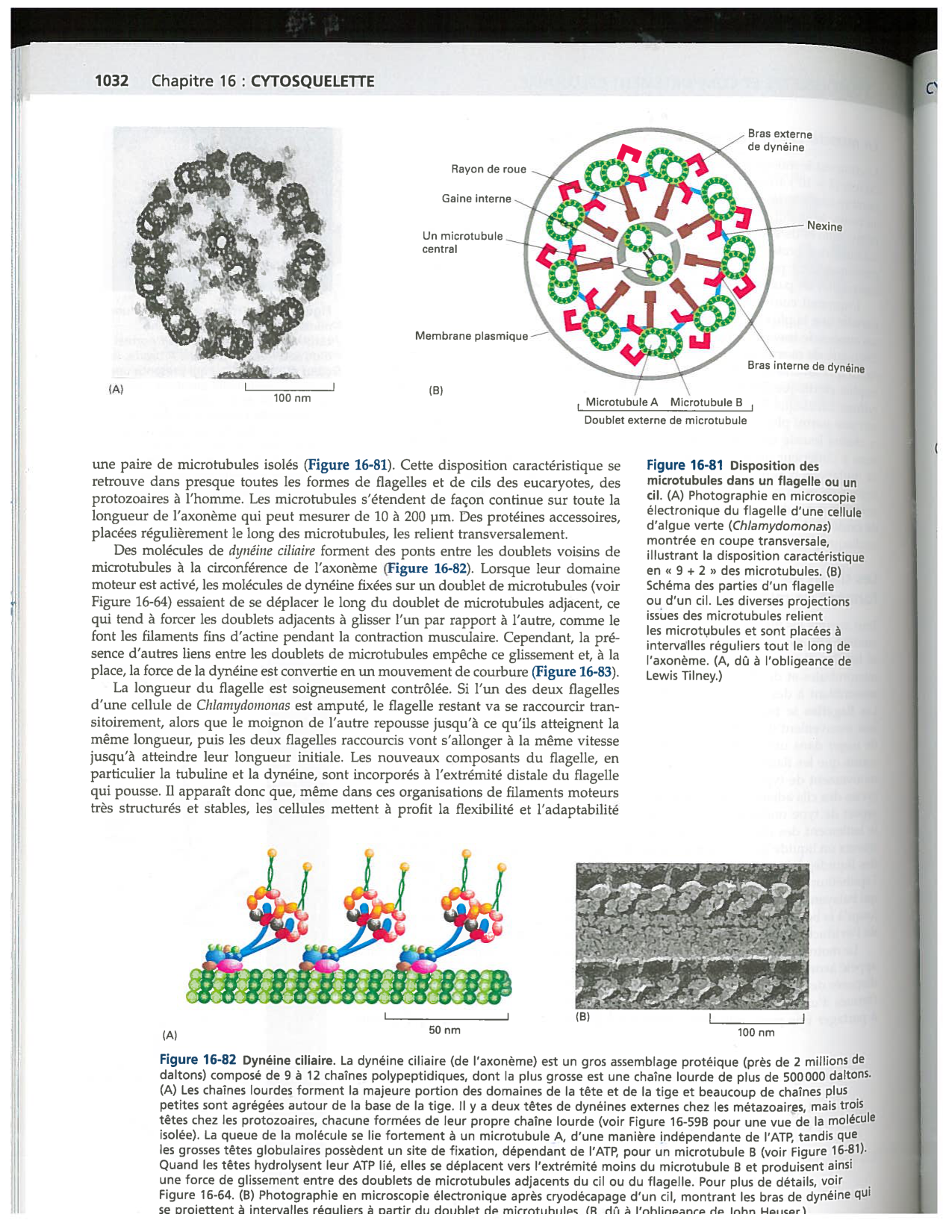 Alberts ed-5fr p1031-1033-cils et flagelles PESP page 2