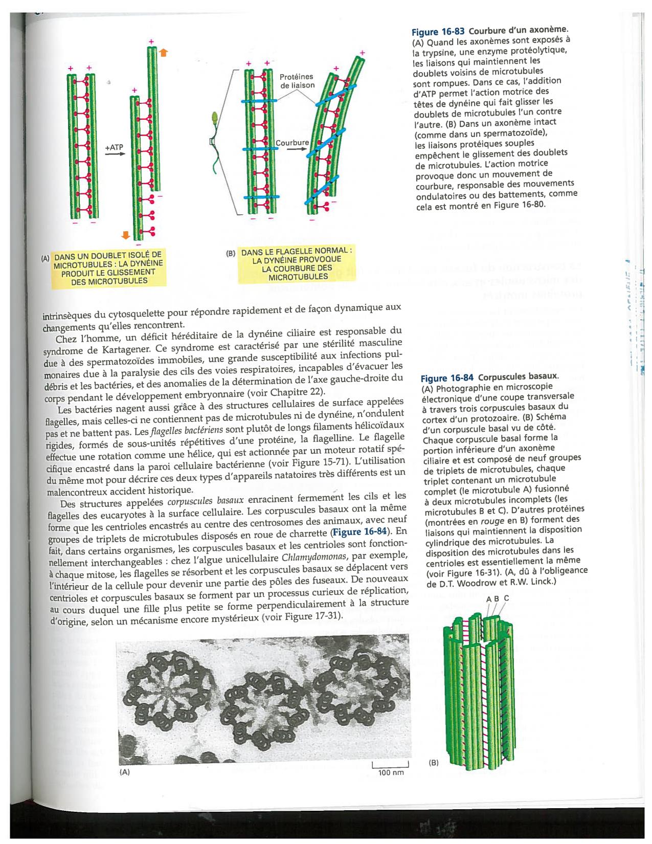 Alberts ed-5fr p1031-1033-cils et flagelles PESP page 3