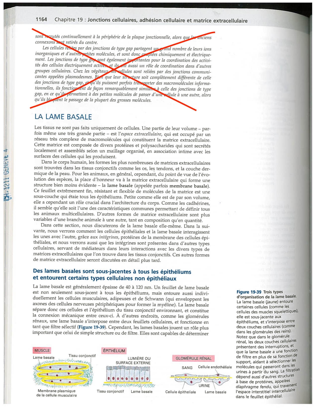 Alberts ed-5fr p1164-1178-lame-basal et intégrines page 1