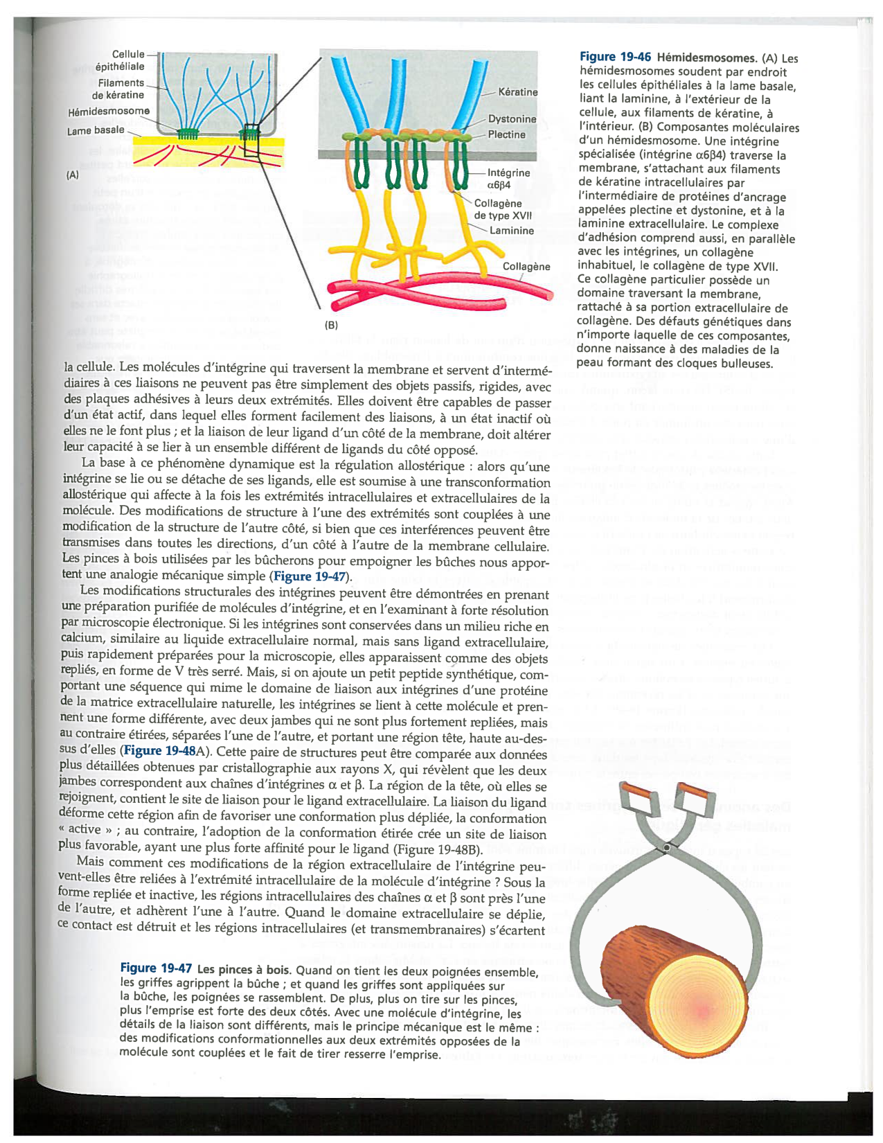 Alberts ed-5fr p1164-1178-lame-basal et intégrines page 8