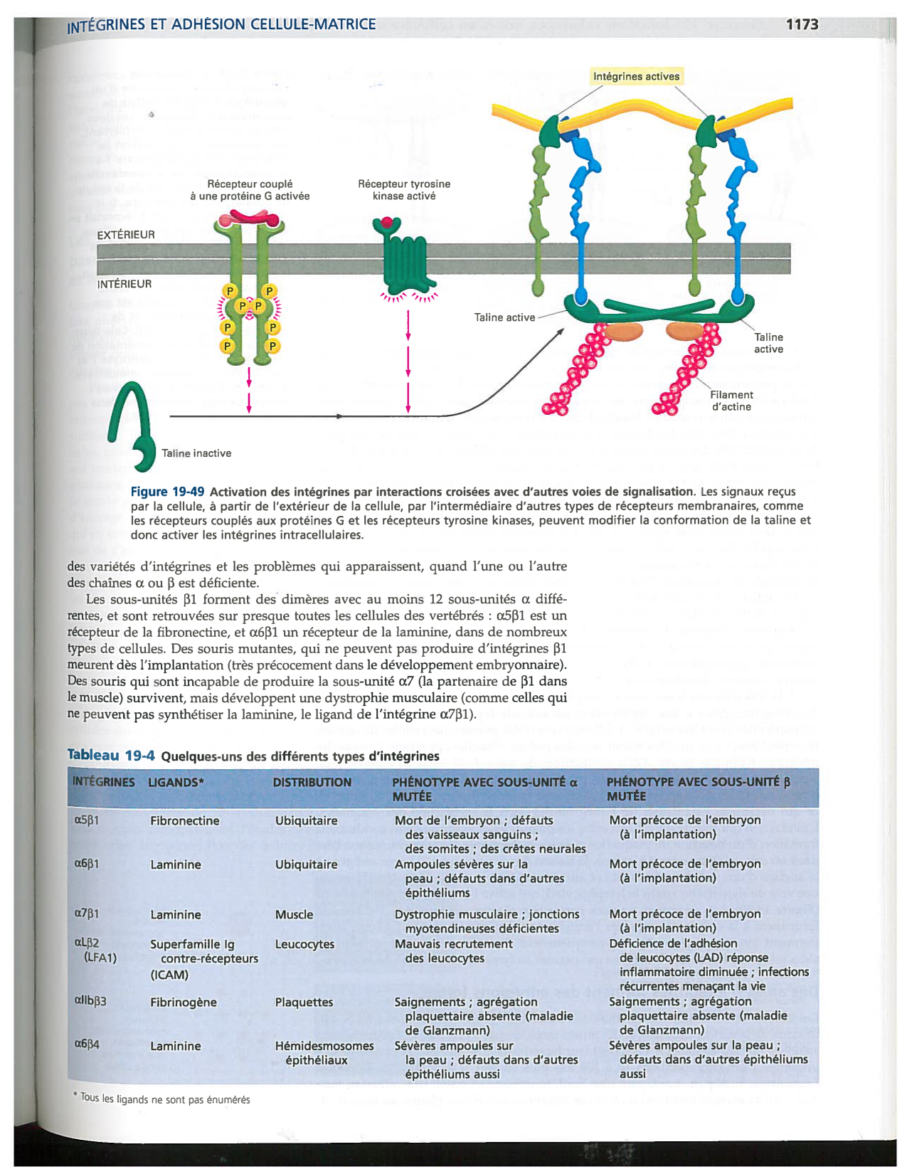 Alberts ed-5fr p1164-1178-lame-basal et intégrines page 10