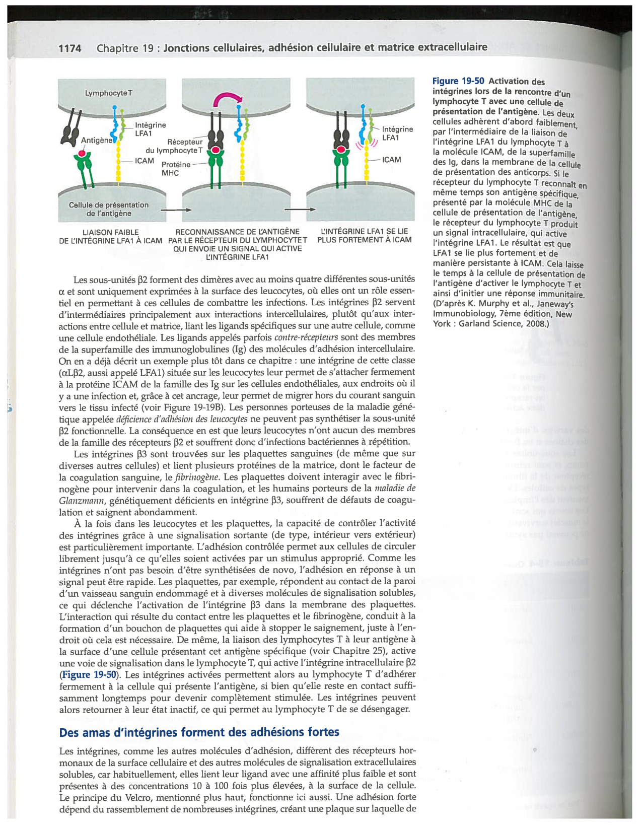 Alberts ed-5fr p1164-1178-lame-basal et intégrines page 11