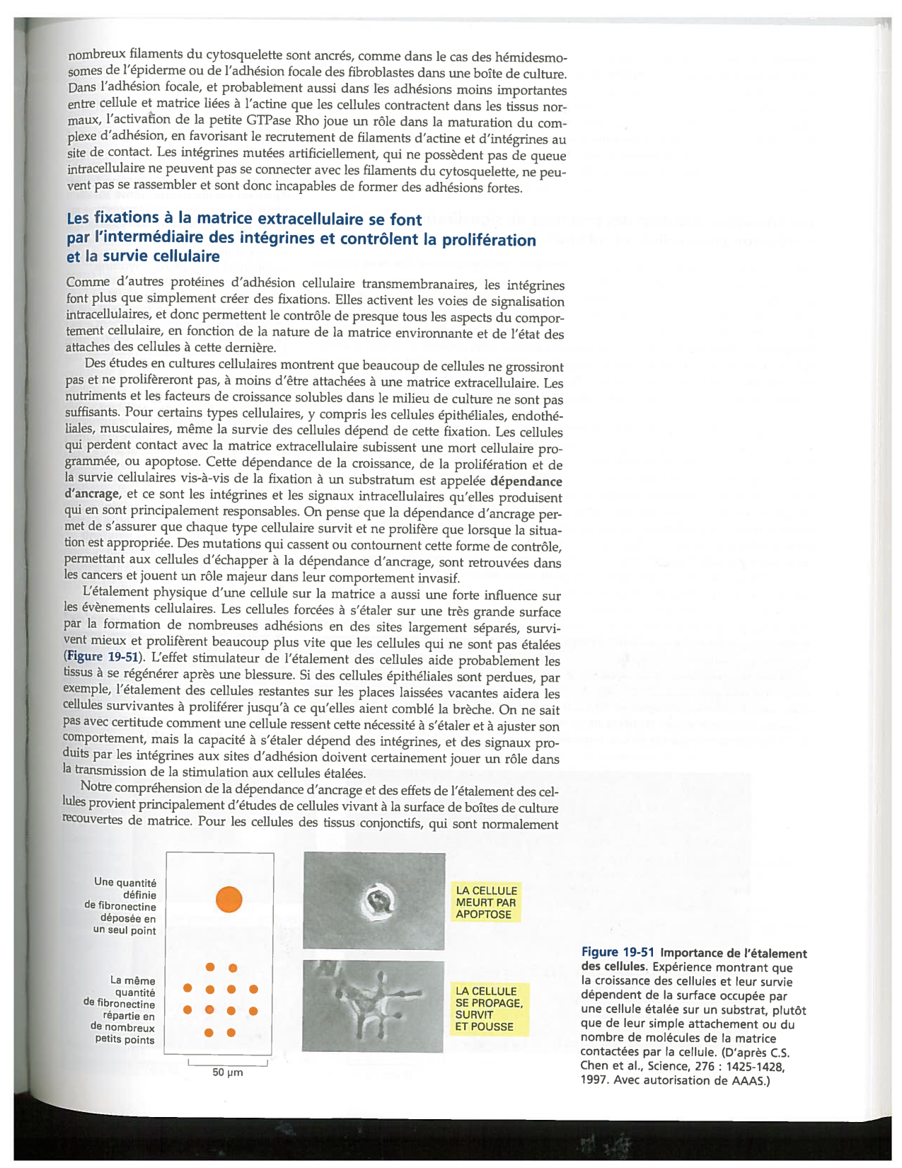 Alberts ed-5fr p1164-1178-lame-basal et intégrines page 12
