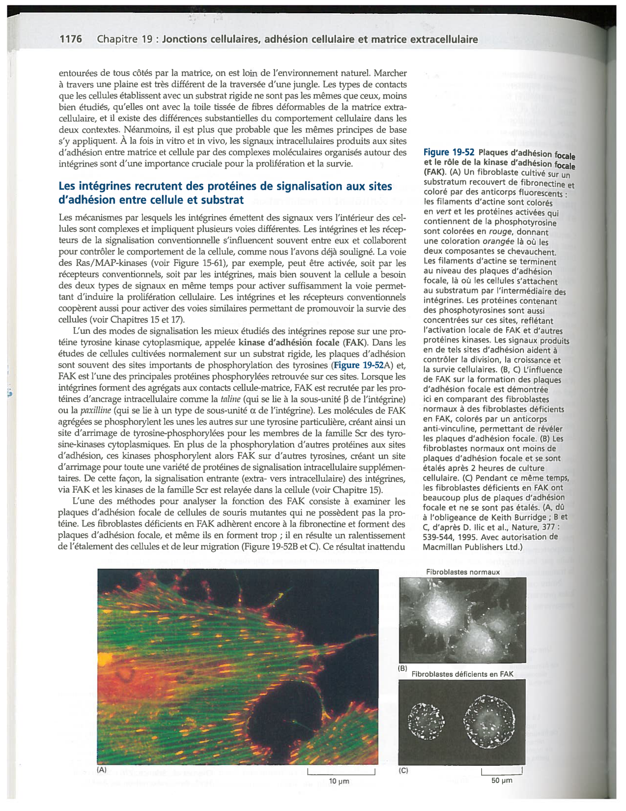 Alberts ed-5fr p1164-1178-lame-basal et intégrines page 13