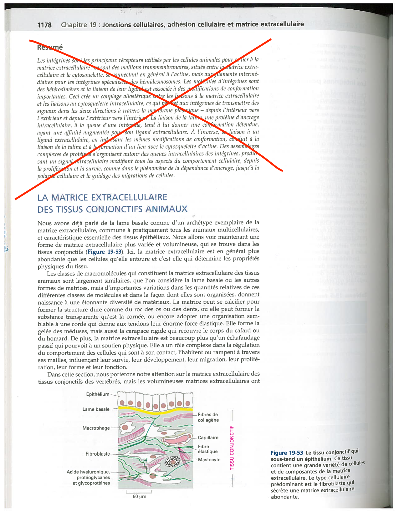 Alberts ed-5fr p1178-1195-TC collagenes proteoglycans elastines fibronectin page 1